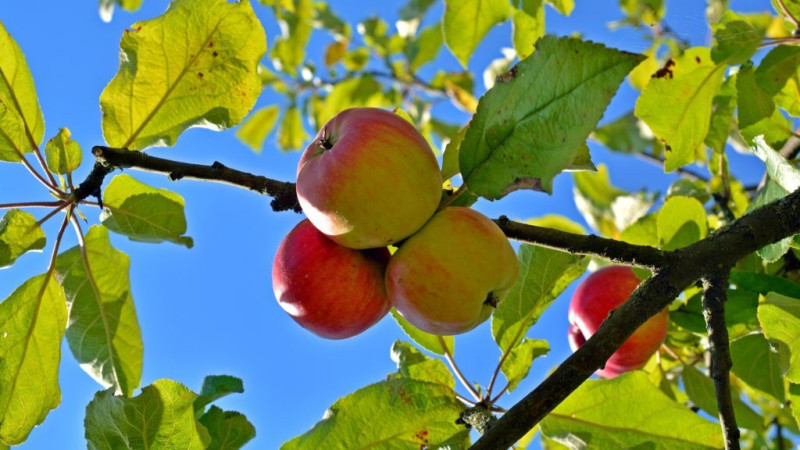 Äpfel auf dem Feld